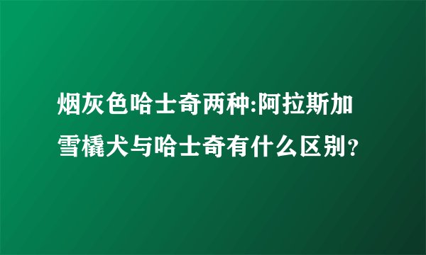 烟灰色哈士奇两种:阿拉斯加雪橇犬与哈士奇有什么区别？