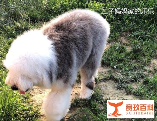 解析古牧犬为什么养的人很少