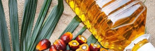 棕榈油产自玉米还是油棕