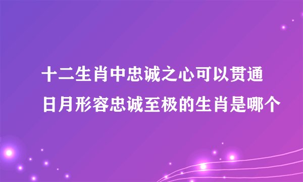 十二生肖中忠诚之心可以贯通日月形容忠诚至极的生肖是哪个
