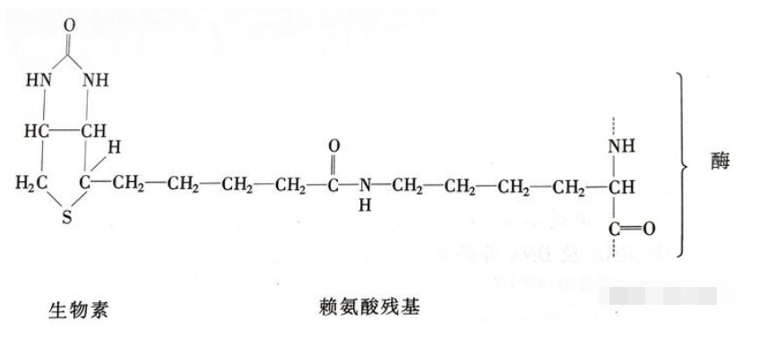在糖异生中,丙酮酸羧化成草酰乙酸的详细步骤是什么？