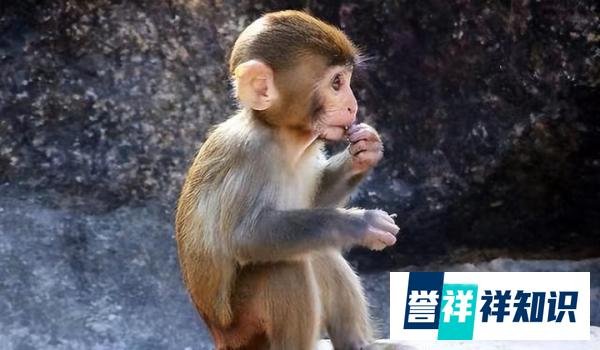 超100例确诊或疑似猴痘病例，在多国爆发，会是新的疫情爆发吗？