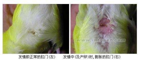 虎皮鹦鹉怎样看得出来繁过殖的