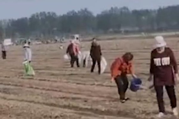 承包商收割花生村民尾随捡拾被吐槽,捡拾花生算占便宜吗?