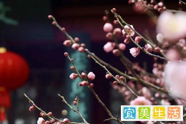 在南京免费游玩梅花山攻略