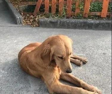 泪奔,被寄养金毛犬暴走100公里回家 主人:这辈子再不分开!