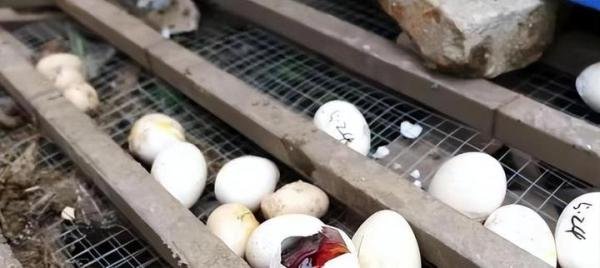 合肥一鸟类动物园深夜遭拆,多只保护动物伤亡,园方称被要求整改