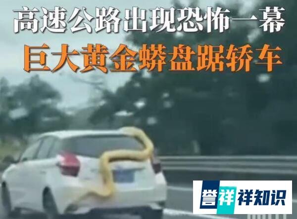 高速公路惊现黄金蟒，盘踞车尾，看着都吓人