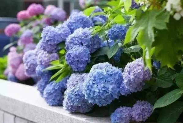 紫阳花的凋散之时樱花开了吗