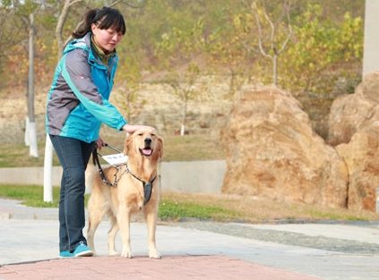 北京一只导盲犬带主人做核酸,意识插队后立马转身向后走,导盲犬有多聪明?