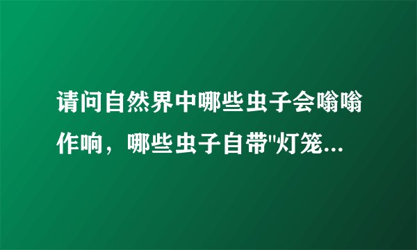 请问自然界中哪些虫子会嗡嗡作响，哪些虫子自带