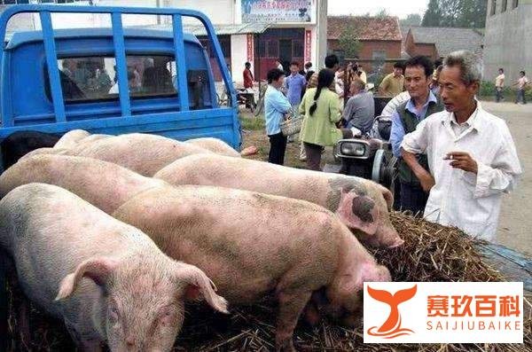 肉猪价“雷霆上涨”，有人却说养猪不赚钱，为啥？答案来了！