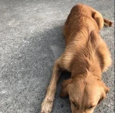 泪奔,被寄养金毛犬暴走100公里回家 主人:这辈子再不分开!