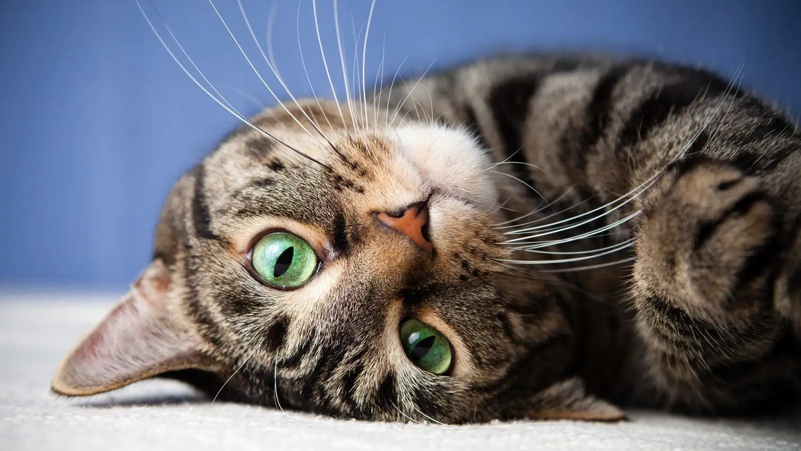 浙江7只小猫和主人看《猫和老鼠》，不会给猫咪造成心理阴影吗？