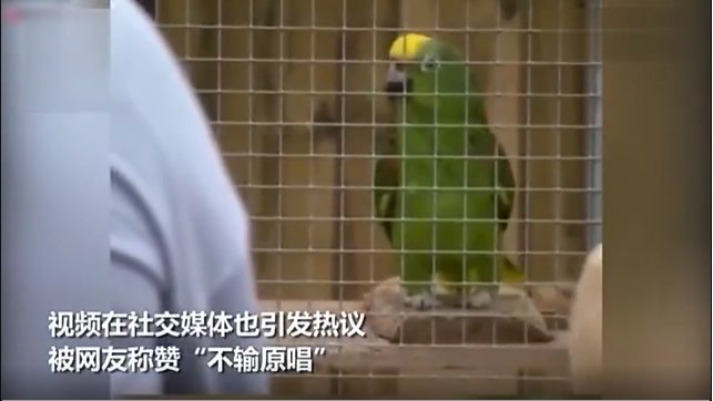 鹦鹉模仿碧昂斯唱歌时的表现如何?