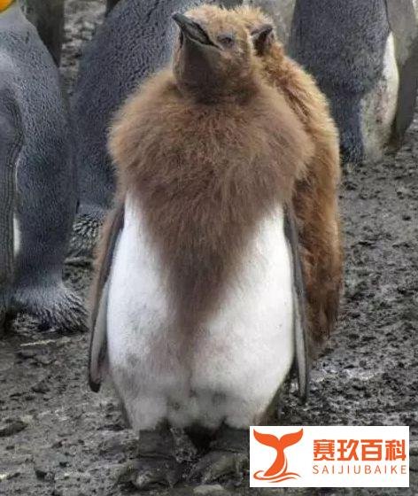 企鹅换毛的时候原来这么丑！