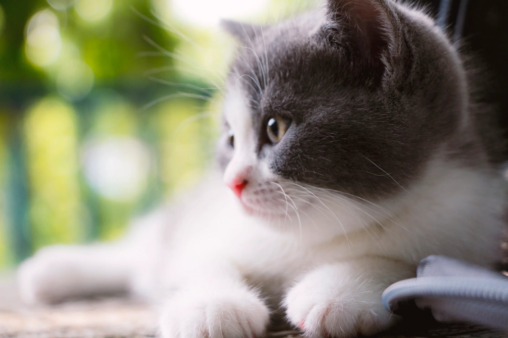 浙江7只小猫和主人看《猫和老鼠》，不会给猫咪造成心理阴影吗？