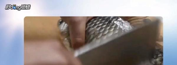新手怎么杀鱼?
