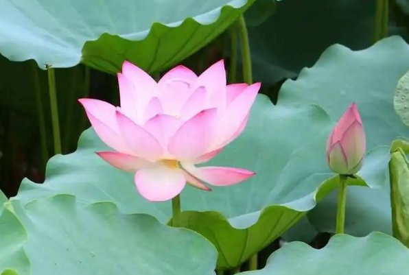 慈怜的意思