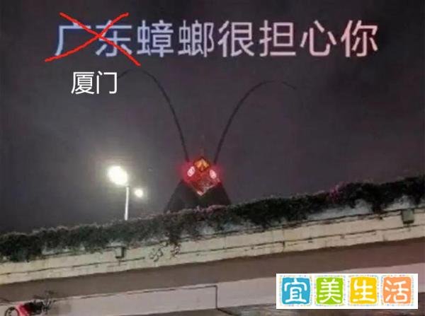 我为什么会开始徒手击杀蟑螂？