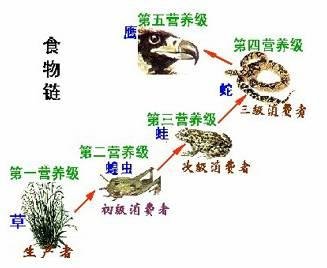食物链中各种生物的关系如何?