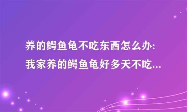 养的鳄鱼龟不吃东西怎么办:我家养的鳄鱼龟好多天不吃东西了怎么回事