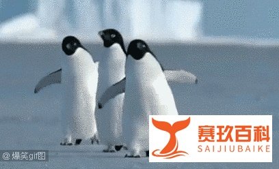 企鹅换毛的时候原来这么丑！