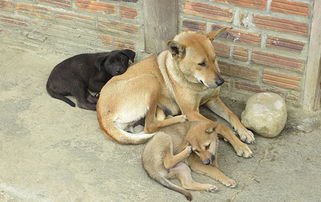 疯狗扑咬幼童，家犬飞奔相护！狗狗的主人是如何评价自家狗狗的？