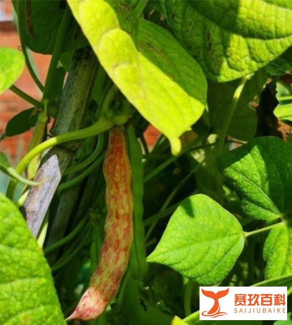 这些油豆角是豆角中的极品，全吃过的是东北人，外地人很少都吃过