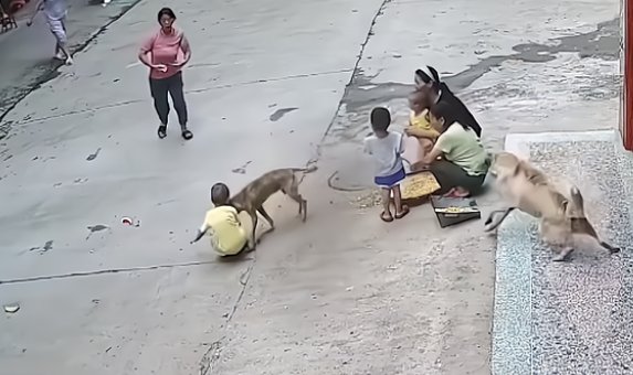 疯狗扑咬幼童，家犬飞奔相护！狗狗的主人是如何评价自家狗狗的？
