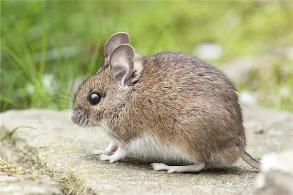 窝儿里横打一典故生肖