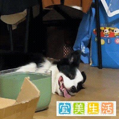我为什么会开始徒手击杀蟑螂？
