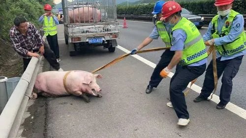 惠州一运猪车侧翻:40多头猪“大闹”高速,交警在二师兄面前还有办法吗?