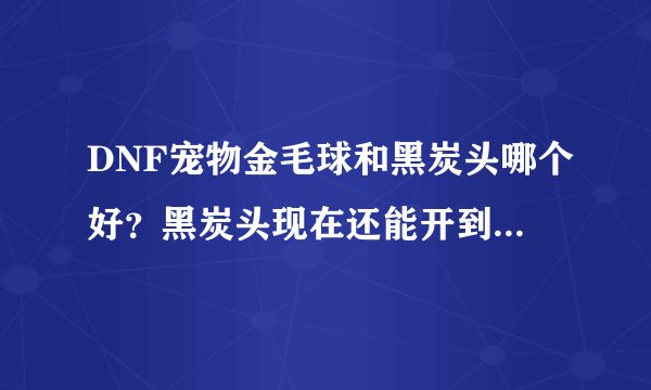 DNF宠物金毛球和黑炭头哪个好？黑炭头现在还能开到吗？求大神，求解释。我是女柔道！刷图pk两者兼备