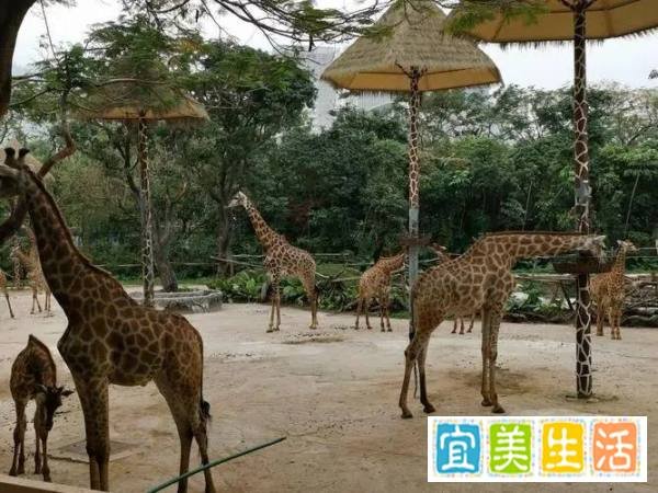 深圳野生动物园一日游攻略