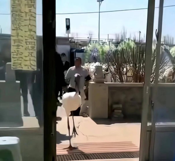 辽宁老人去世仙鹤到灵堂相送,这是个什么样的场景?