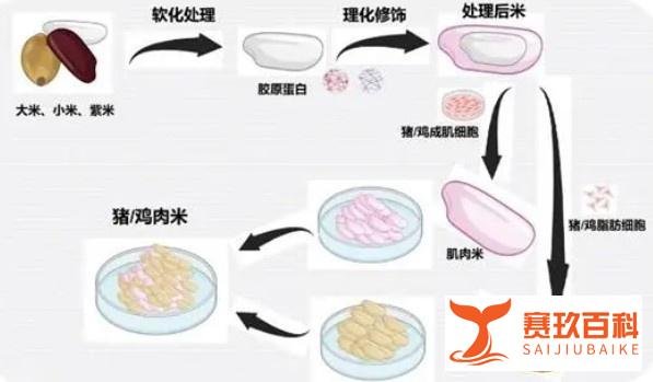 米里含肉!我国成功研发猪肉米和鸡肉米系列新型食品
