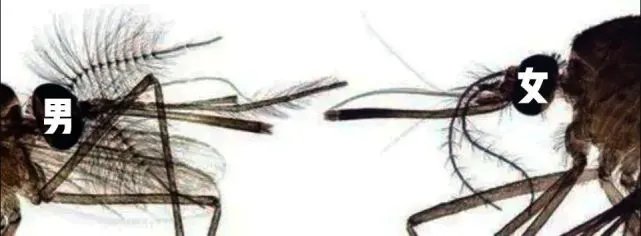 蚊子居然还有“头发”,蚊子长“头发”有什么用?