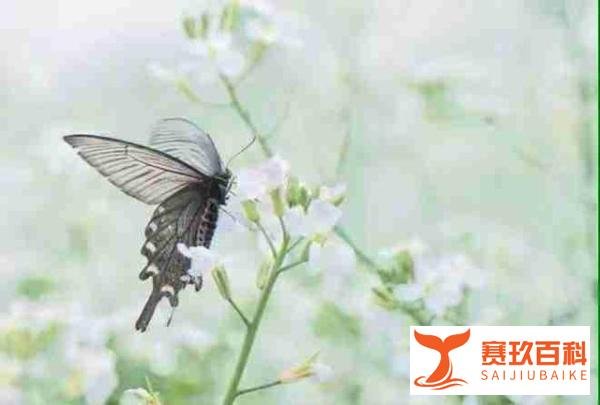 童安路·精选文章:《 花香满径》