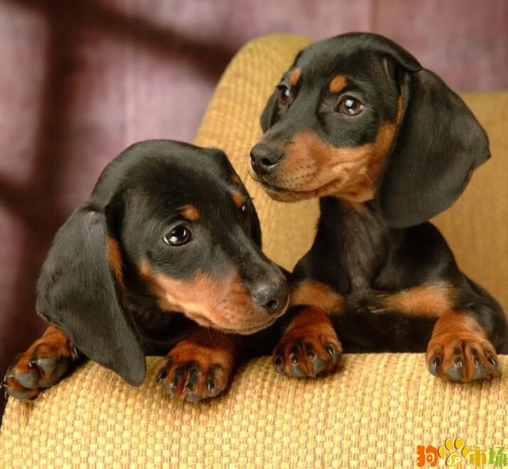 腊肠犬价格