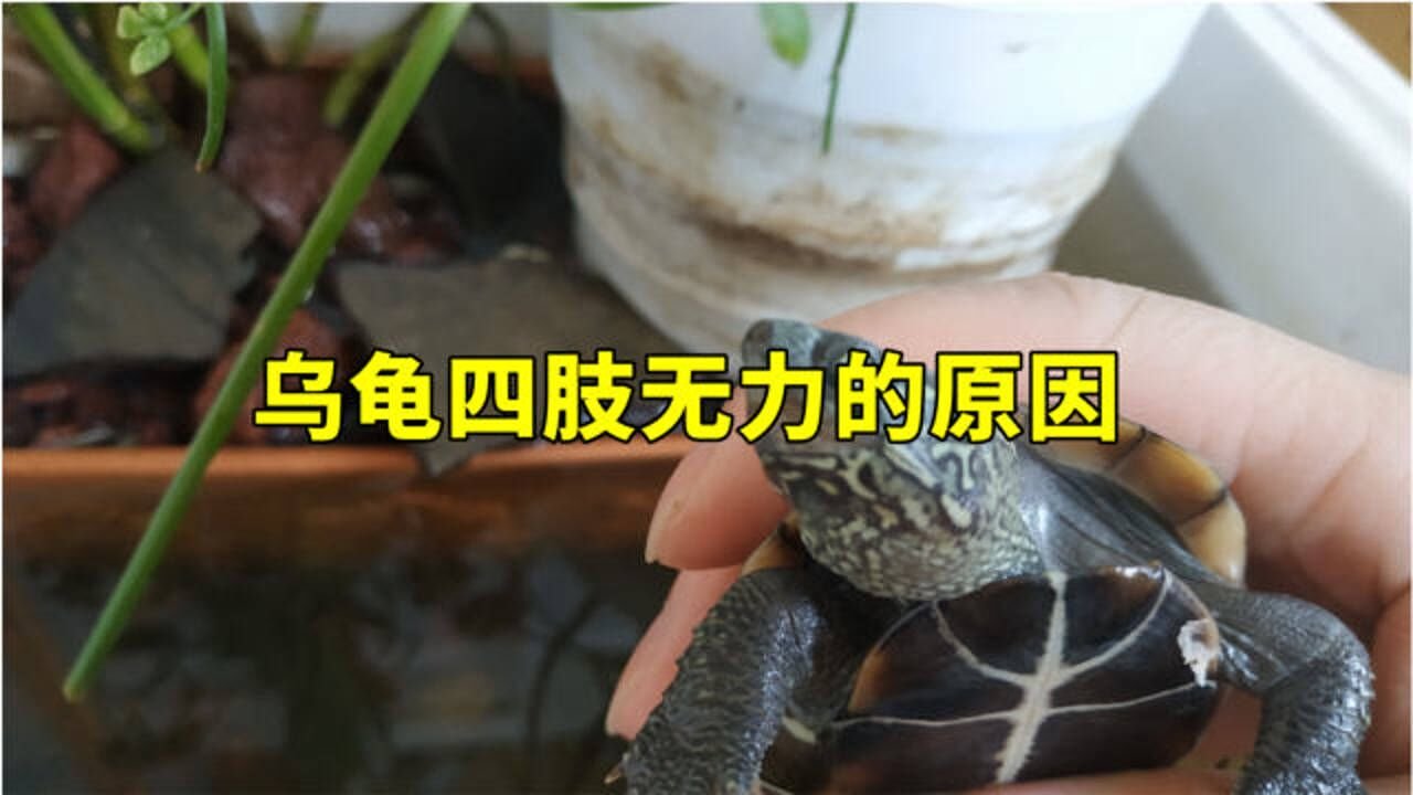 乌龟突然四肢无力，脑袋也耷拉着是什么情况呢？