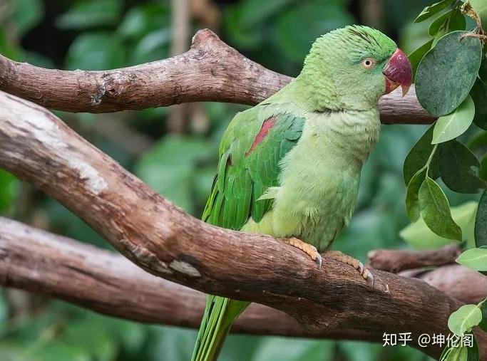 强奸留校察看,卖2只鹦鹉判刑6年