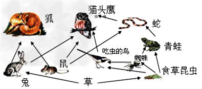 食物链中各种生物的关系如何?