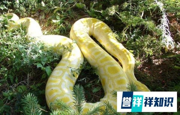 高速公路惊现黄金蟒,盘踞车尾,看着都吓人