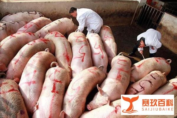 肉猪价“雷霆上涨”,有人却说养猪不赚钱,为啥?答案来了!