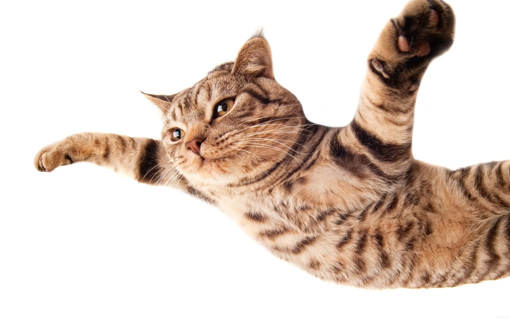 浙江7只小猫和主人看《猫和老鼠》，不会给猫咪造成心理阴影吗？