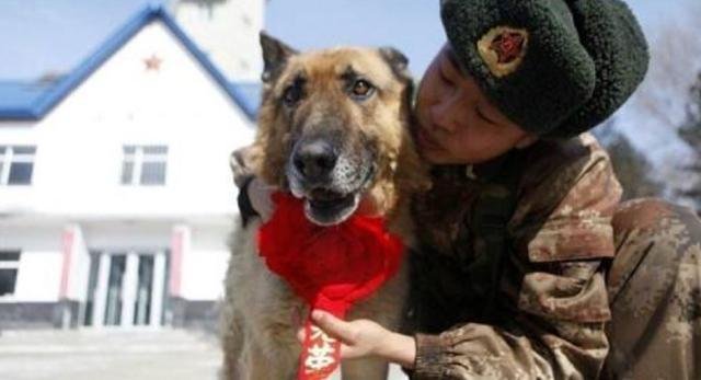 军犬退役后怎么处理?