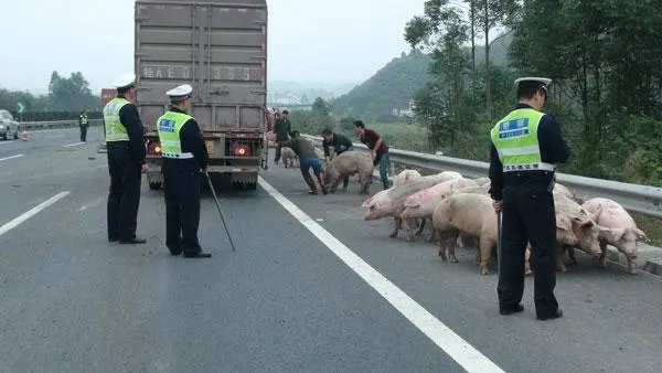 惠州一运猪车侧翻:40多头猪“大闹”高速,交警在二师兄面前还有办法吗?