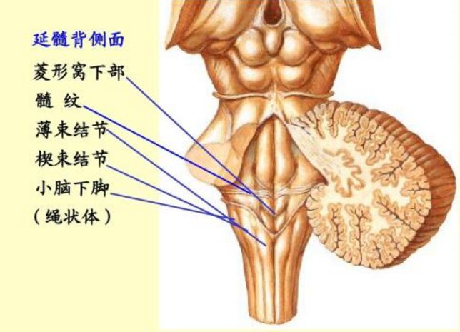 为什么薄束与楔束都在薄束外侧？