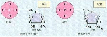 脱氧核糖核苷酸的结构示意图